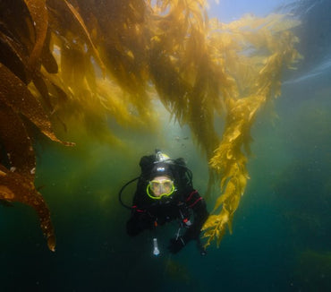 Waterhorse Charters – San Diego Boat Trips & Dive Adventures