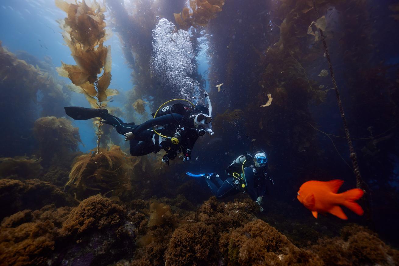 Discover Local Diving | Guided Shore & Boat Dives | Orange County Divers