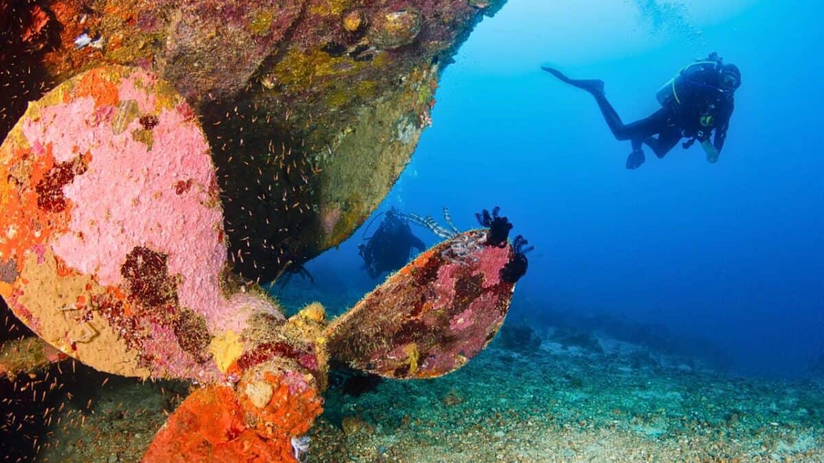 New Zealand Northland Dive Adventure 2027