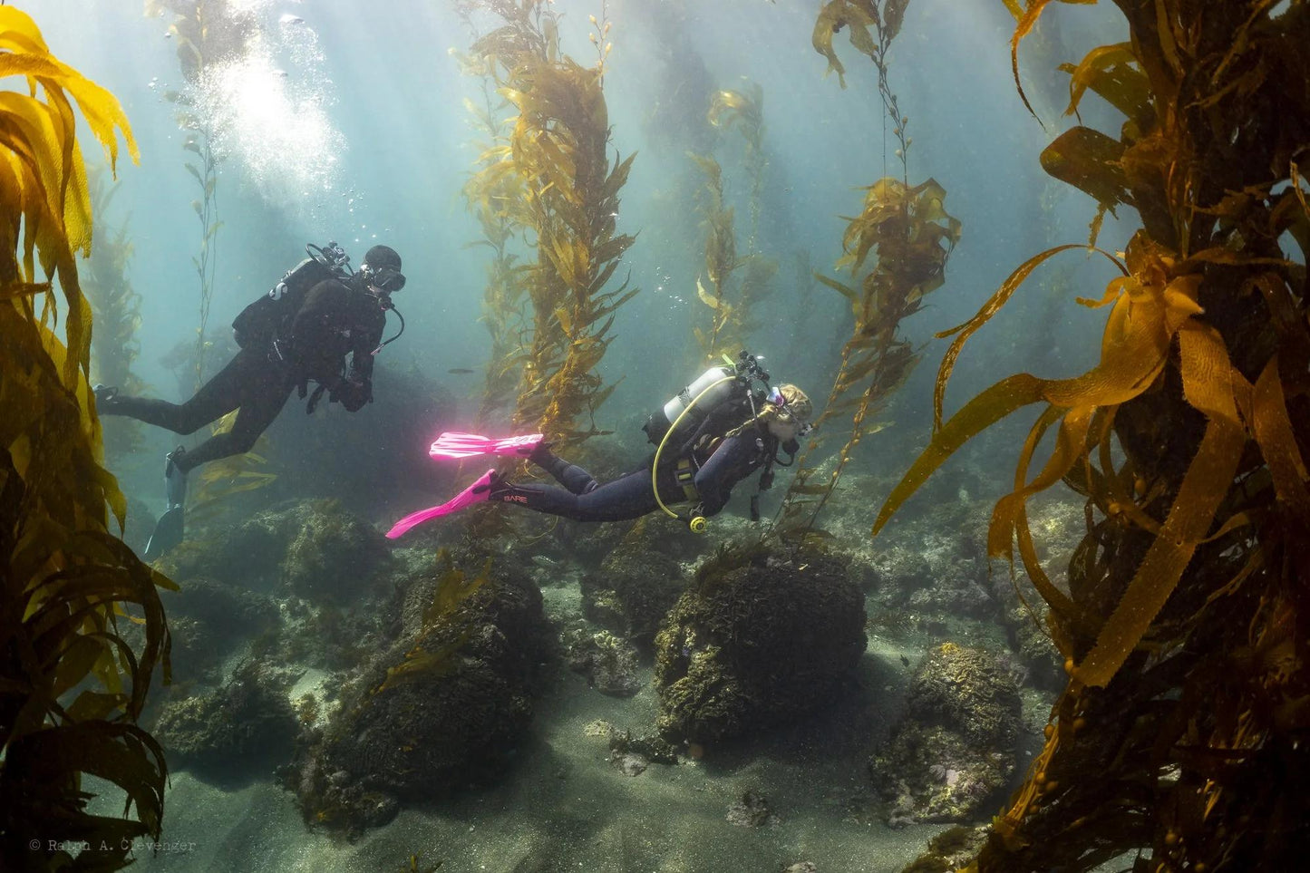 PADI Divemaster eLearning Online Divemaster Course Orange County Divers
