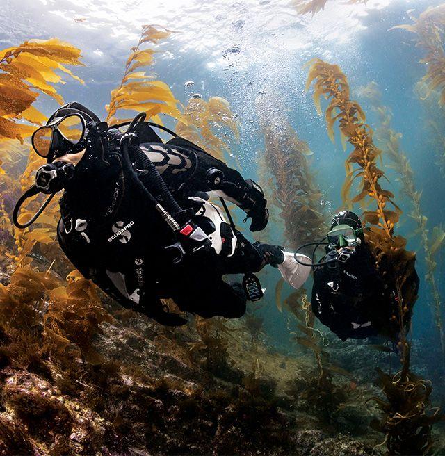 PADI Divemaster eLearning Online Divemaster Course Orange County Divers