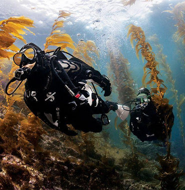PADI Divemaster eLearning Online Divemaster Course Orange County Divers