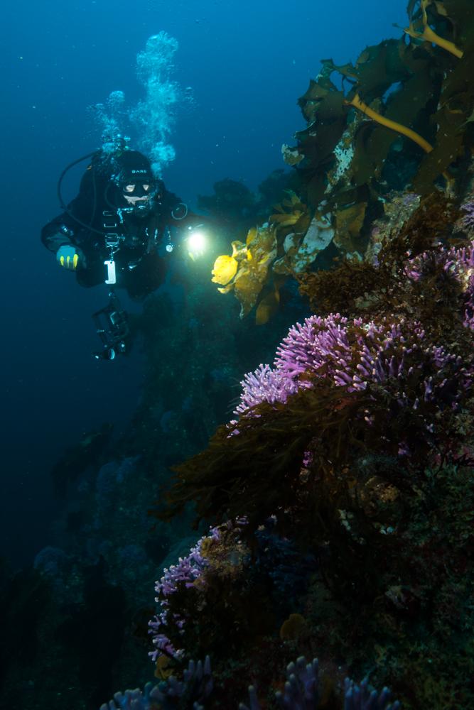 PADI Night Diver Specialty Course Orange County Divers
