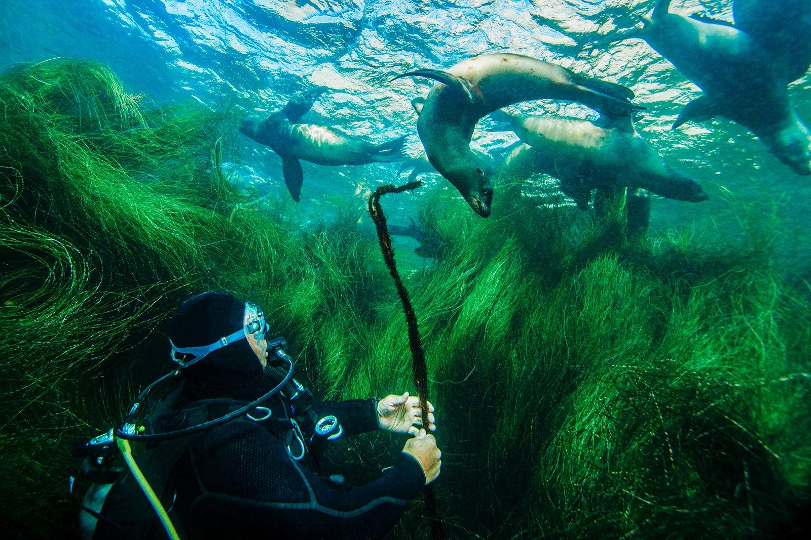 PADI Underwater Naturalist Specialty Course Orange County Divers