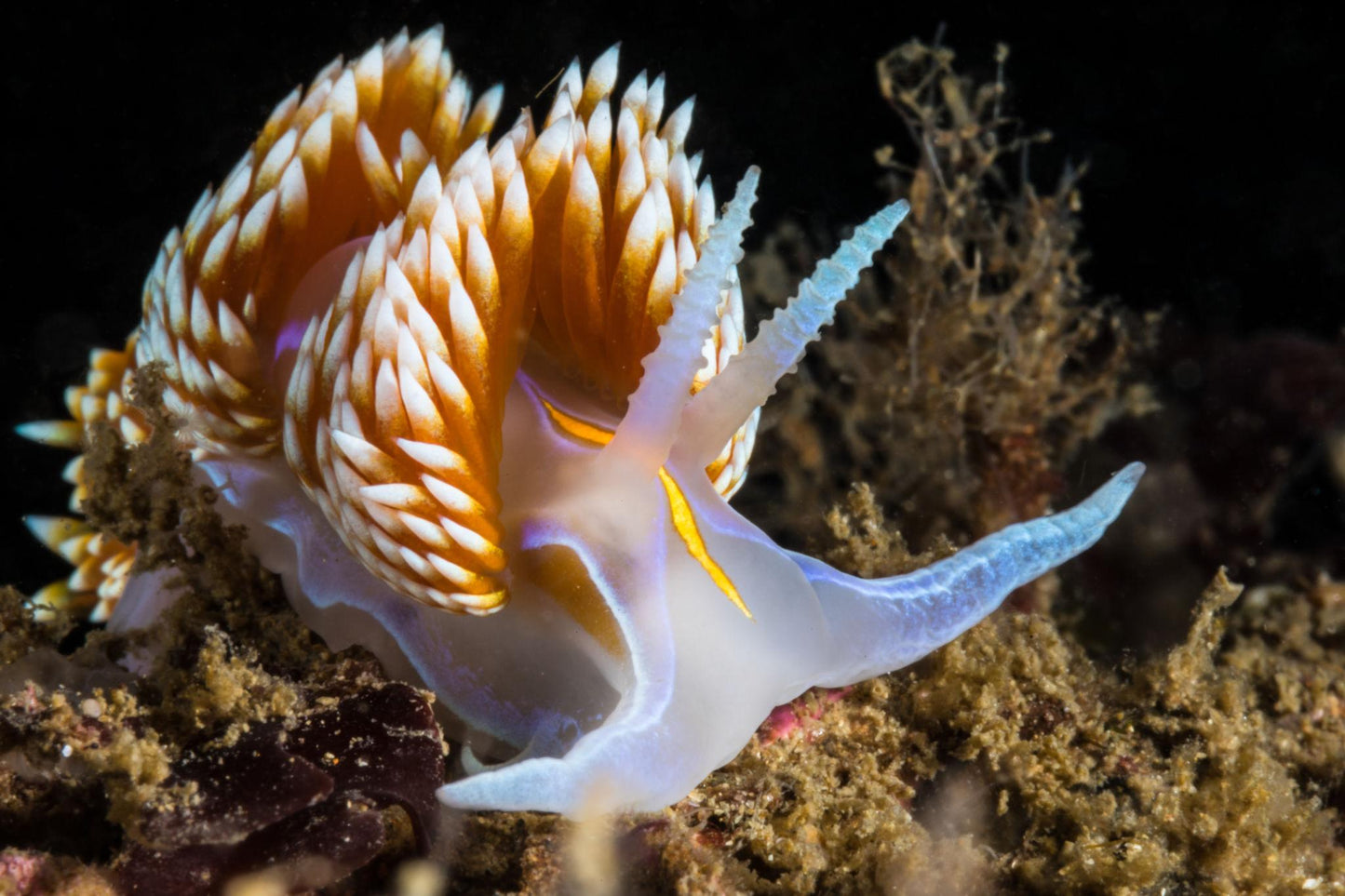 PADI Underwater Naturalist Specialty Course Orange County Divers