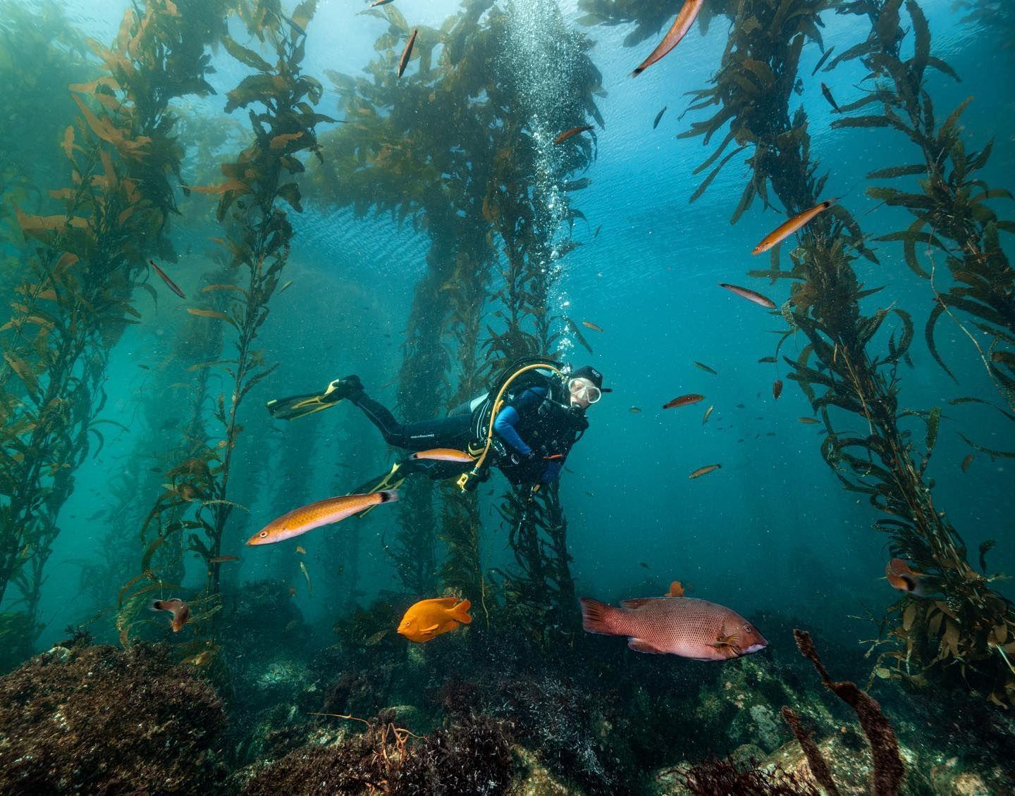 PADI Underwater Naturalist Specialty Course Orange County Divers
