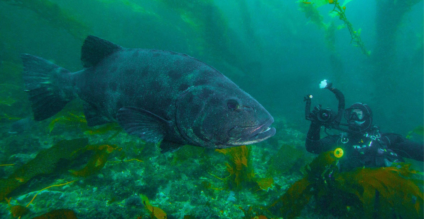 PADI Underwater Videographer Specialty Course Orange County Divers