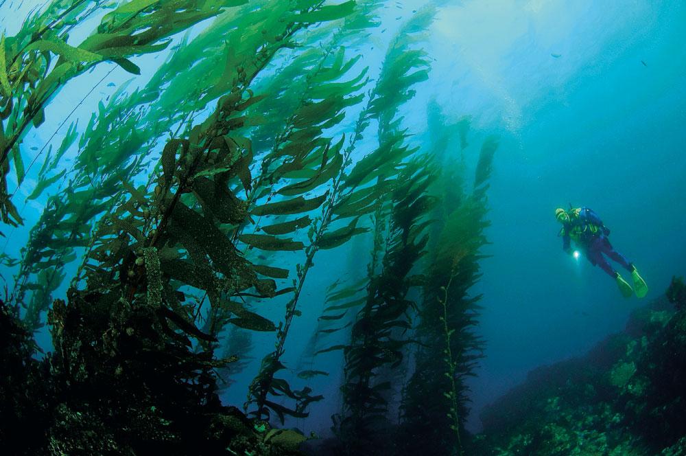 PADI AWARE Specialty Course | Ocean Conservation | Orange County Divers