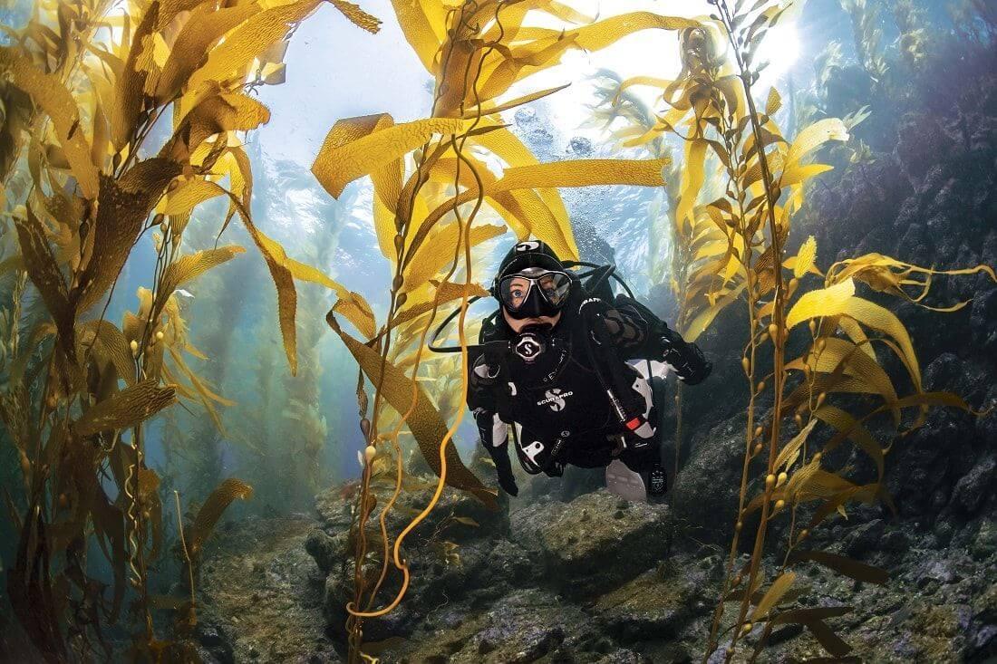 PADI Dry Suit Diver Specialty Course | Orange County Divers