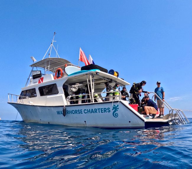 Waterhorse Charters – San Diego Boat Trips & Dive Adventures