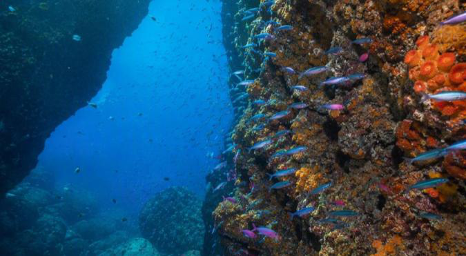 New Zealand Northland Dive Adventure 2027