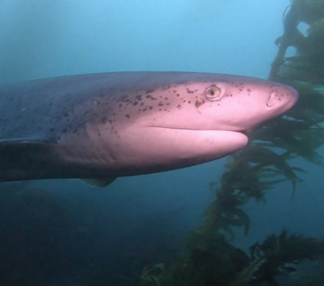 Waterhorse Charters – San Diego Boat Trips & Dive Adventures